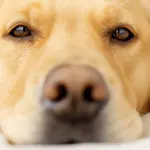 Il cimurro del cane: una malattia di grande rilevanza
